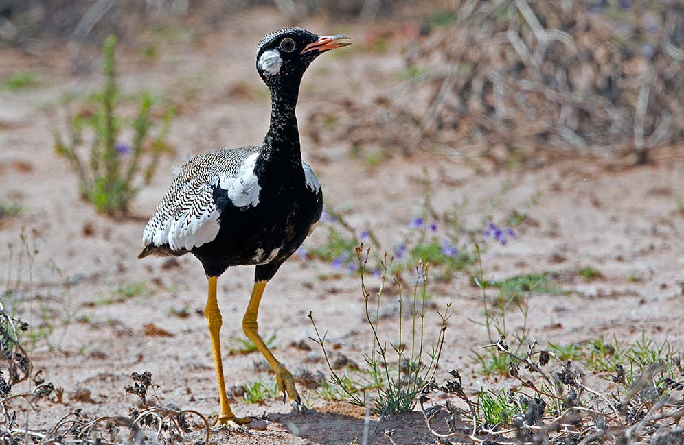 Northern Black Korhaan immature male